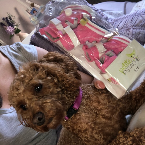 Pink converse for small doggies - Picture 7 of 7